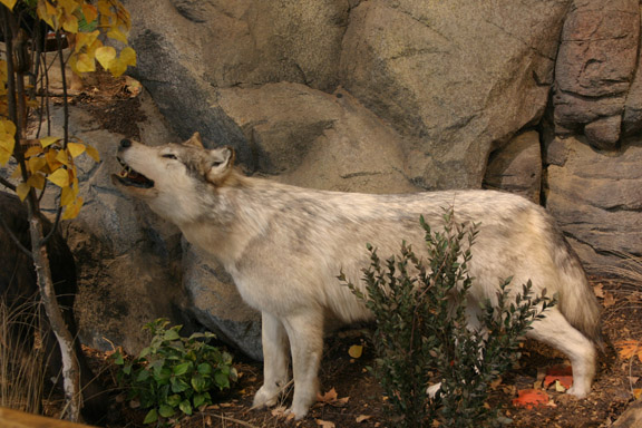IMG_3530.8x72